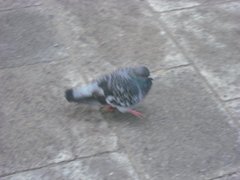 Columba livia domestica