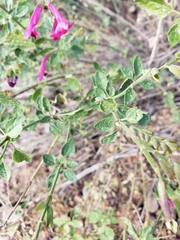 Salvia lemmonii