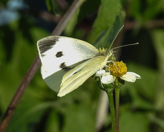 Pieris rapae