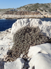 Astragalus tragacantha