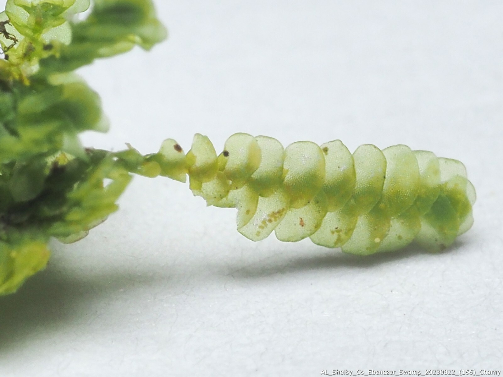 Cheilolejeunea unciloba