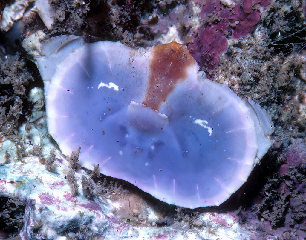 Flat Elbow Crab