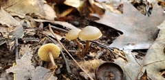 Lyophyllaceae