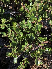 Ceanothus gloriosus gloriosus