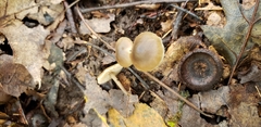 Lyophyllaceae