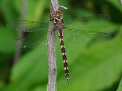 Cordulegaster bilineata