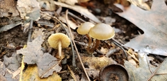 Lyophyllaceae