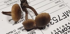 Lyophyllaceae