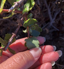 Ceanothus gloriosus gloriosus