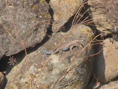 Sceloporus dugesii