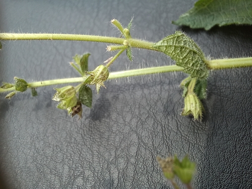 Image of Equilabium laxiflorum by no rights reserved