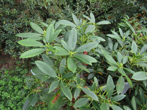 Rhododendron makinoi iNat (2)