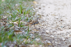 Northern Scrub-Robin photo 3