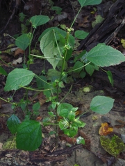 Acalypha deamii