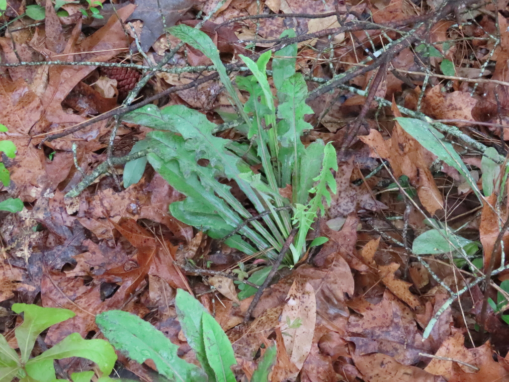 grass-leaf lettuce from Lexington County, SC, USA on March 25, 2023 at