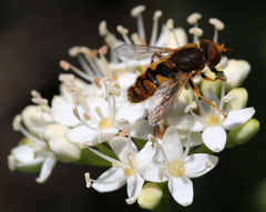 Parhelophilus obsoletus