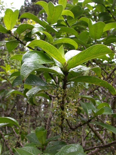 Kadua axillaris observed 2002-06-27
