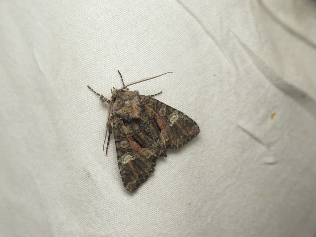 Wandering Brocade Moth