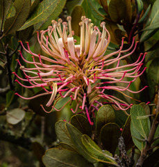 Oreocallis grandiflora