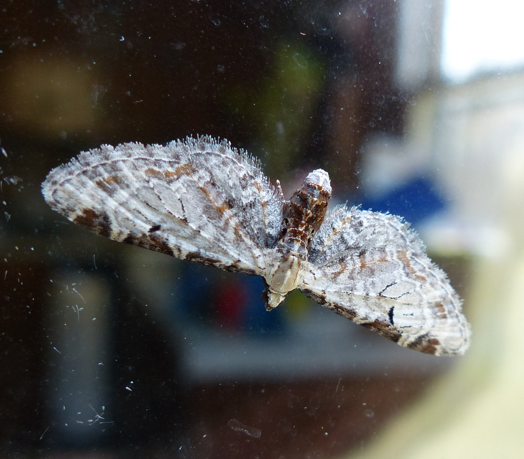Eupithecia nevadata
