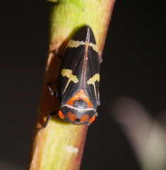 Eurymeloides pulchra