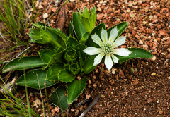 Eryngium humile
