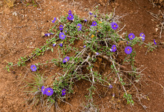 Lycianthes