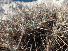 Astragalus tragacantha