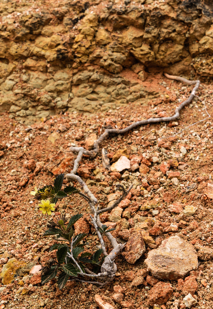 Schizotrichia