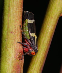 Eurymeloides pulchra