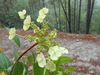 Hydrangea seemannii - Photo (c) Jesús G. González Gallegos, some rights reserved (CC BY-NC), uploaded by Jesús G. González Gallegos