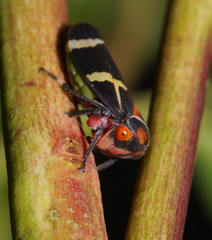 Eurymeloides pulchra