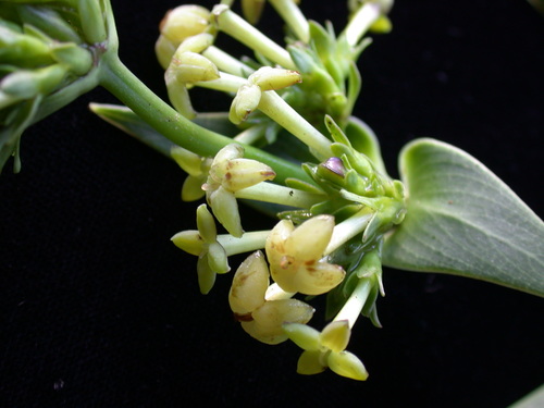 Kadua centranthoides observed 2004-04-16