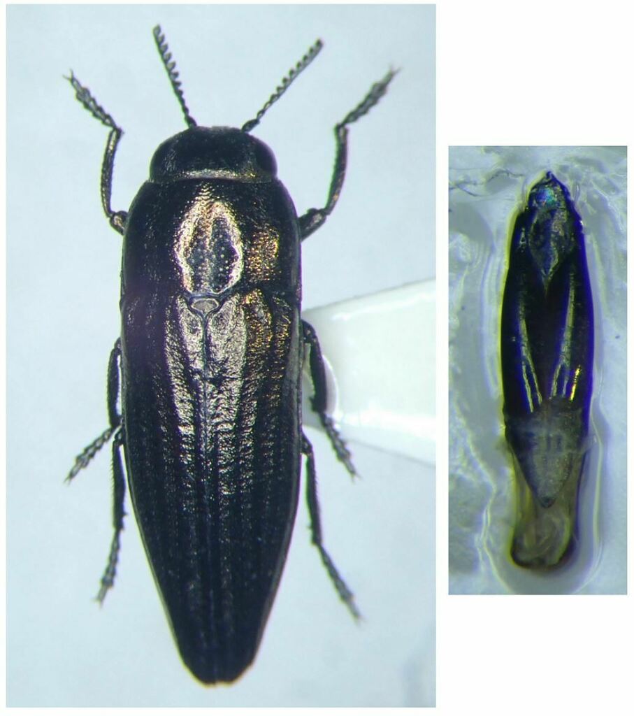 Sphenoptera gemmata