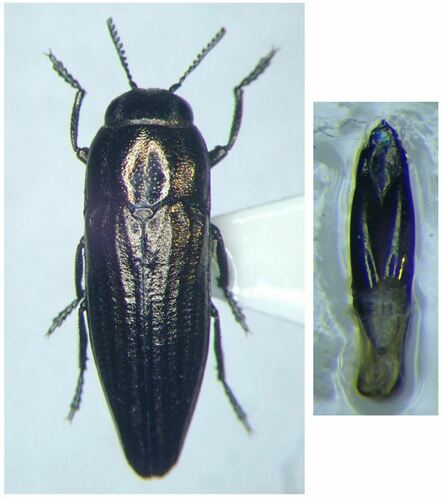 Sphenoptera gemmata