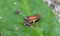 Hyloxalus cepedai