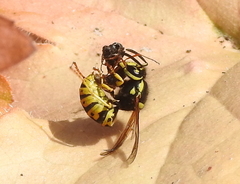 Vespula atropilosa
