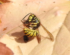 Vespula atropilosa