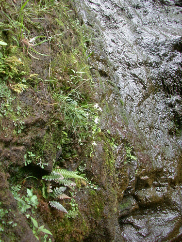 Kadua cookiana observed 2006-09-23