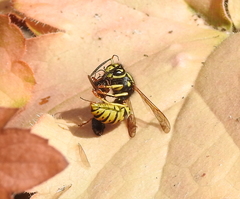 Vespula atropilosa