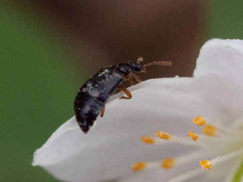 Eusphalerum tenenbaumi