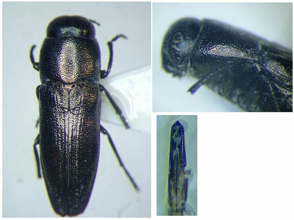 Sphenoptera laportei