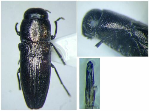 Sphenoptera laportei