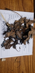 Byssocorticium atrovirens