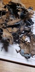 Byssocorticium atrovirens