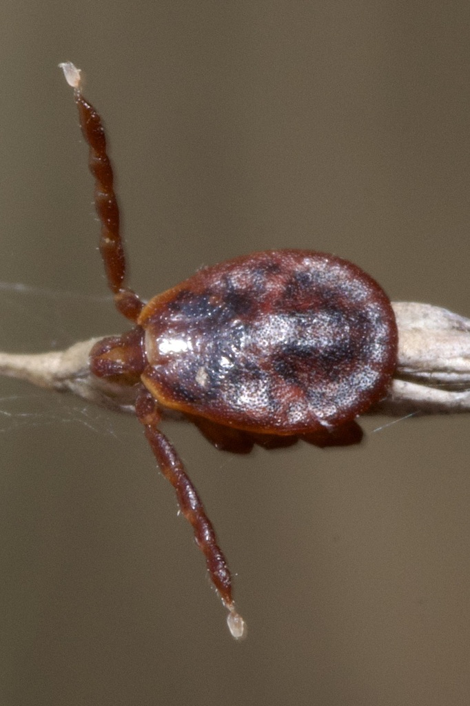 Winter tick