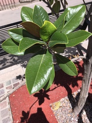 Magnolia grandiflora