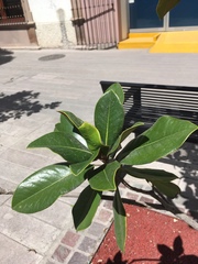 Magnolia grandiflora