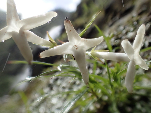 Kadua cookiana observed 2015-06-24