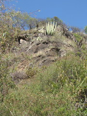 Isolatocereus dumortieri